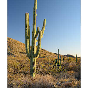 Saguaro Evening by Pam Powell