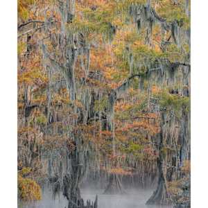 Mystique of the Swamp by Pam Powell