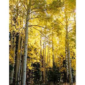 A Moment in the Golden Forest by Pam Powell