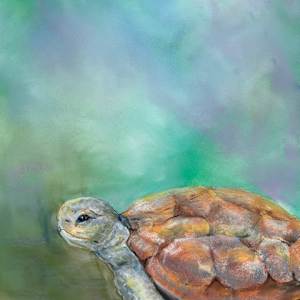 Doris the Tortoise by Barbara Wentzell Jaquith