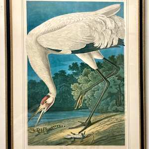Hooping Crane, Grus Americana, Adult Male by John James Audubon