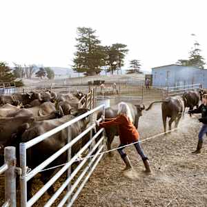 Audrey and her Water Buffalo by Angela DeCenzo
