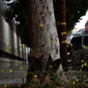 Things The City Left Behind: Rooted Cowboys by Najee Tobin