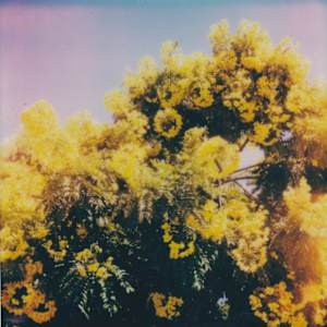 August Polaroids #3 by Samantha Ashcraft