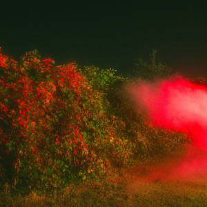 Blackberry Vines by Ziru Mo