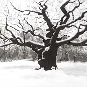 Major Oak by Joan Affenit