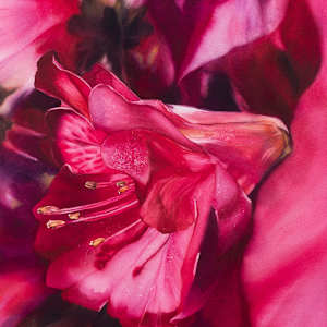 This is A Lot (Stormy Azaleas) by Jessica Lily