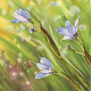 Blue Eyed Grass Study 02 by Jessica Lily, Image 2.