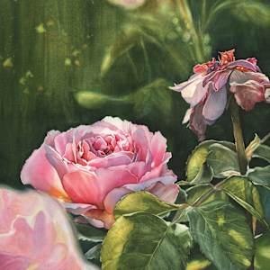 Sage Wisdom (A Rose for Myself, and My Older Self) by Jessica Lily