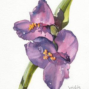 Spiderwort Study by Jessica Lily