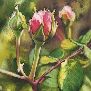 Rosebud Study by Jessica Lily, Image 1.