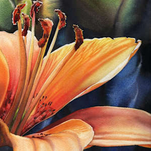 Tiger Lily Study by Jessica Lily, Image 1.