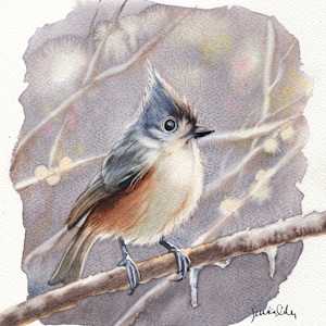 Tufted Titmouse Study by Jessica Lily, Image 1.