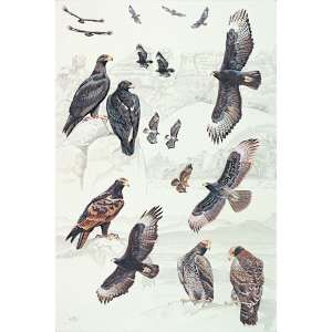 Verreaux's Eagle by RAG Davies