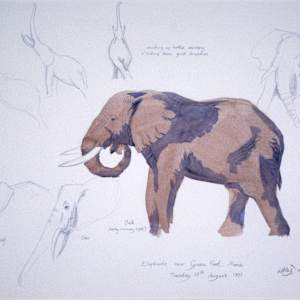 Elephant, Mana by RAG Davies