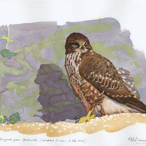 Young Buzzard from Goodwick by RAG Davies