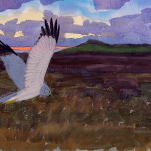Hen Harrier on the Dowrog by RAG Davies