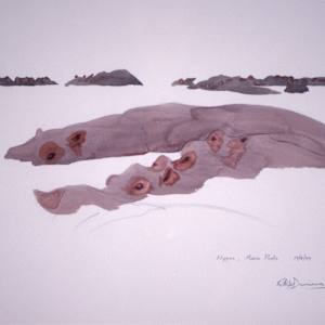 Hippos Mana by RAG Davies