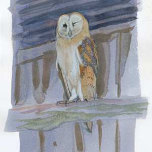 Barn Owl, Orla by RAG Davies