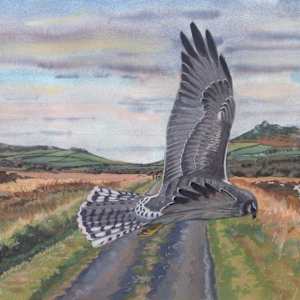 Rare Bird by RAG Davies