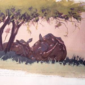 Rhinos, Pilanesberg by RAG Davies
