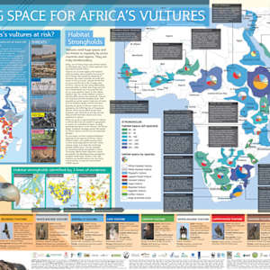 African Vulture Poster by RAG Davies
