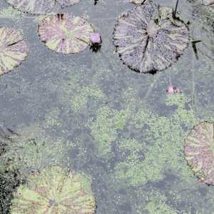Battle to Bloom; Lotus Edition by Penelope Ann Treat