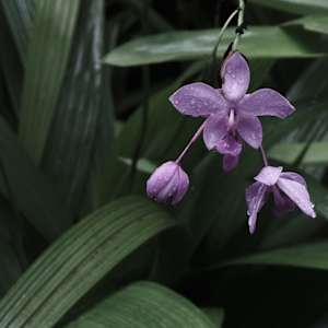 Process Exploration, Orchid Edition by Penelope Ann Treat