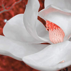 Magnolia Brief by Penelope Ann Treat