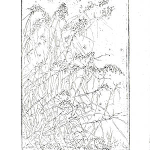 Roseau 16/25 by Julia Kaulbach, Image 1.
