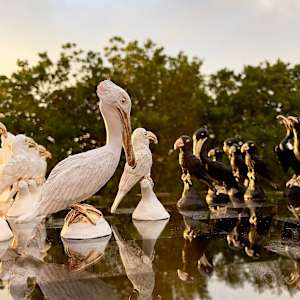 Florida Bird Chess Set by Cindy Stevens, Image 3.