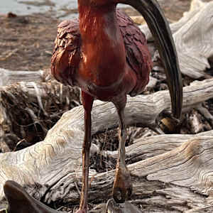 Scarlet by Cindy Stevens, Image 3.