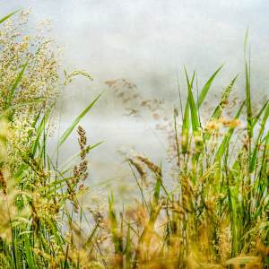diannepoinski.Afternoon.Breeze1 by Dianne Poinski, Image 2.