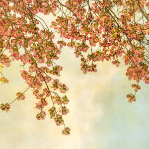 diannepoinski.April.Dogwoods by Dianne Poinski, Image 3.