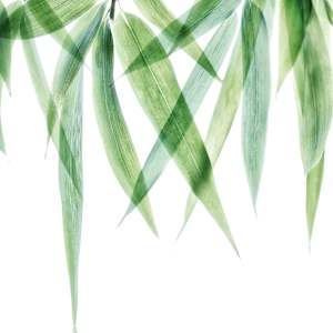 diannepoinski.Bamboo_2 by Dianne Poinski, Image 10.