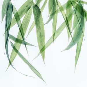 diannepoinski.Bamboo_I by Dianne Poinski, Image 4.