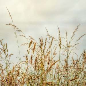 diannepoinski.Bluff.Grass1 by Dianne Poinski, Image 10.