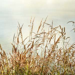 diannepoinski.Bluff.Grass2 by Dianne Poinski, Image 8.
