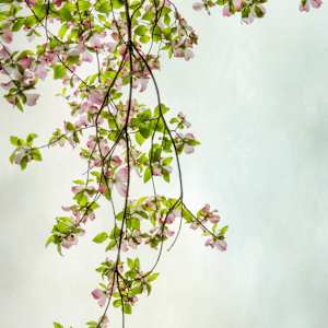diannepoinski.Delicate_Spring_1 by Dianne Poinski, Image 8.
