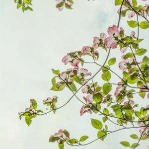 diannepoinski.Delicate_Spring_2 by Dianne Poinski, Image 11.