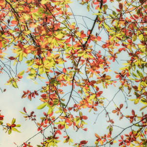 diannepoinski.autumnsplendor by Dianne Poinski, Image 15.