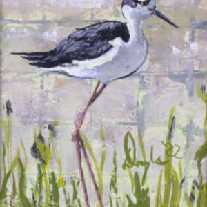 Black Necked Stilt by Douglas Black