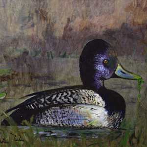 Bluebill Drake by Douglas Black  Image: Bluebill Drake