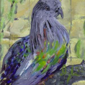 Nicobar Pigeon by Douglas Black