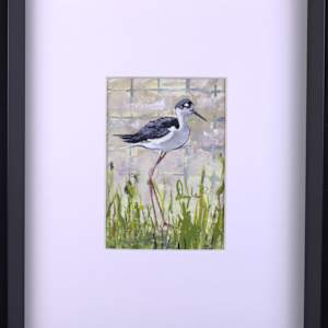 Black Necked Stilt by Douglas Black  Image: Framed Black Necked Stilt