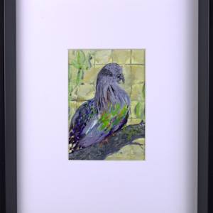 Nicobar Pigeon by Douglas Black  Image: Framed Nicobar Pigeon
