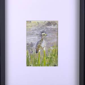 Spotted Dikkup by Douglas Black  Image: Framed Spotted Dikkup