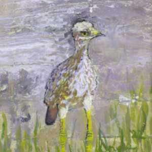 Spotted Dikkup by Douglas Black