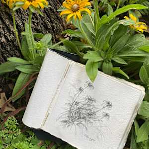 An Afternoon With Black-Eyed Susans by Lindy Cook Severns 