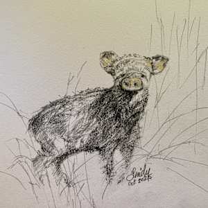 Snooty Javelina by Lindy Cook Severns
